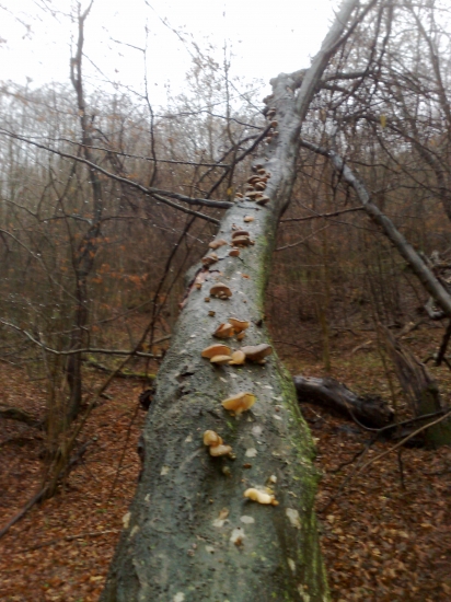 Sobotnajšie,,,,,2,,,,,,