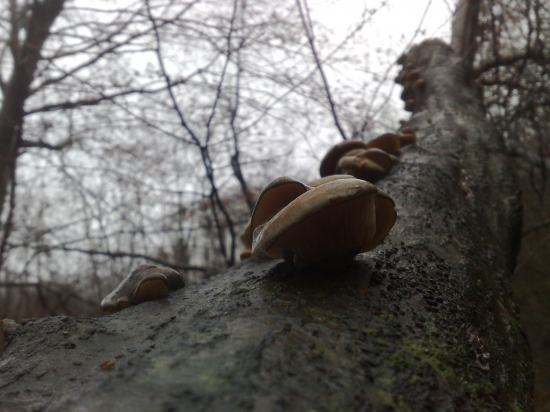 Sobotnajšie,,,,,1,,,,