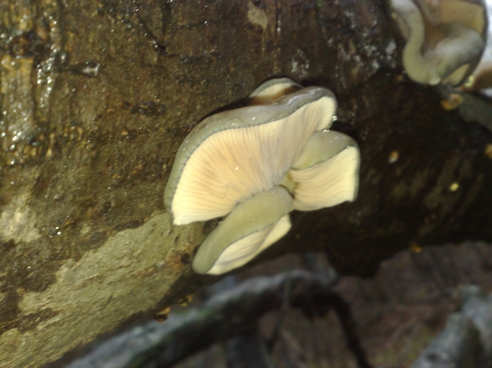 Sobotnajšie,,,,,2,,,,,,