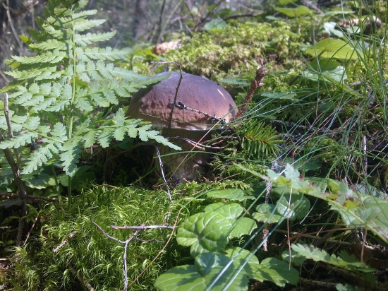 Z  archivu,,,,,,,,,,