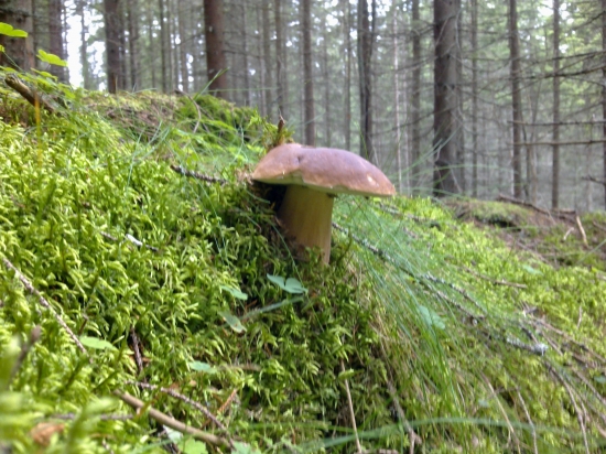 Z  archivu,,,,,,,,,,2,,,,