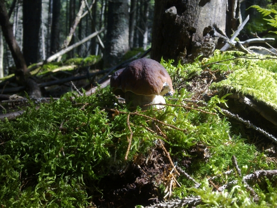 Z  archivu,,,,,,,,,,