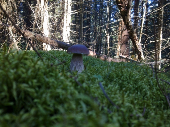 Z  archivu,,,,,,,,,,2,,,,