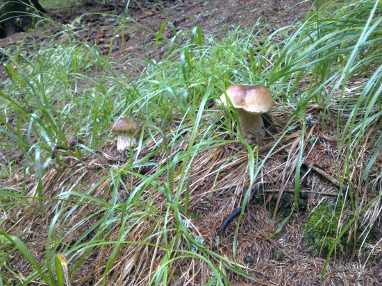 Z  archivu,,,,,,,,,,2,,,,