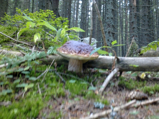 Z  archivu,,,,,,,,,,2,,,,