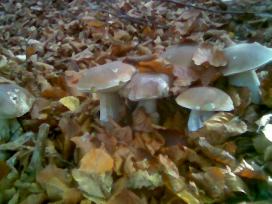 Z  archivu,,,,,,,,,,