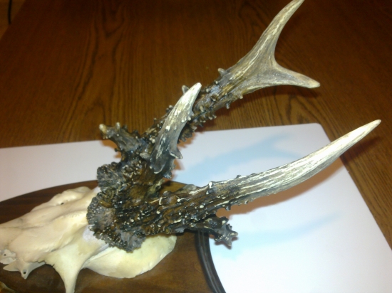 Uhyn najdeny v roku 2010,,,,,,