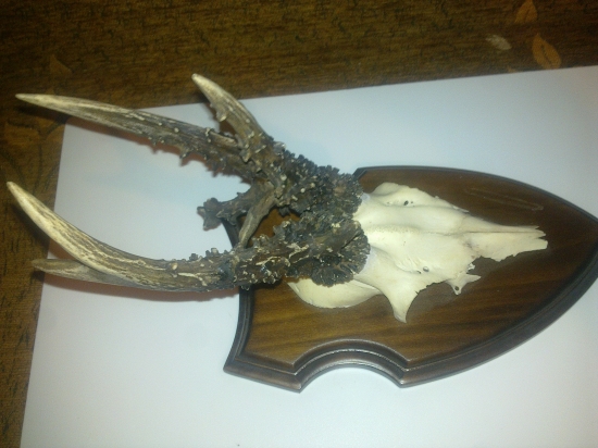 Uhyn najdeny v roku 2010,,,,,,2