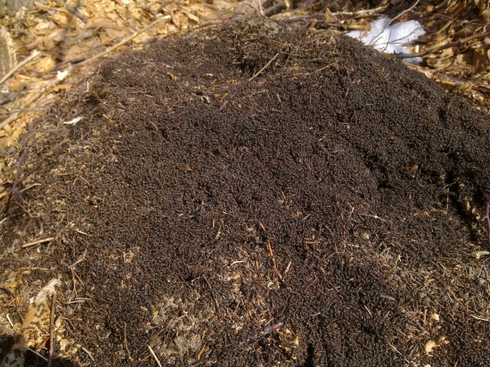 Nie a nie sa odstahovat,,,,,,