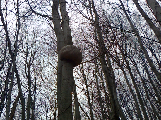 ,,futbalova lopta na strome,,,,,