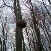 ,,futbalova lopta na strome,,,,,