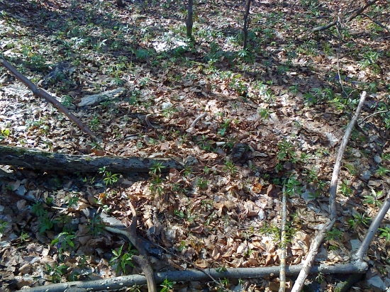 Pondelkový st. číslo,,,2,,,