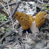 ,,, a bude praženica,,,,,,