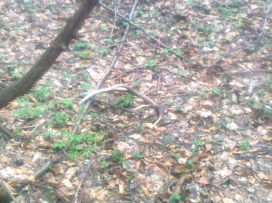 ,.,,,,Včera na hubách,,,,,,,,