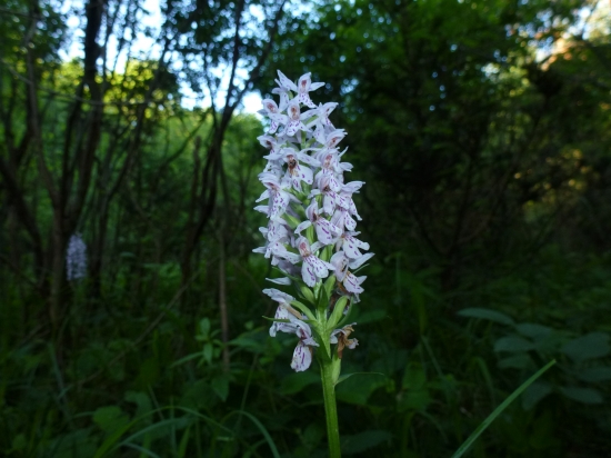 čo je to za kvet:,,,,,,,