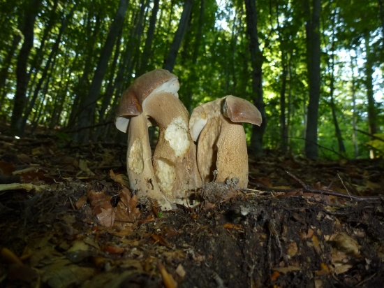 ,,,,,Raritný výrad,,,,,,,