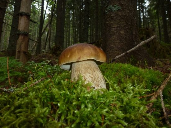 ,,,Včerajší,,,,,,,