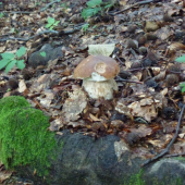,,,,Bučak,,,,,,,