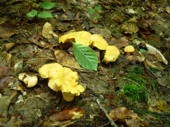 ,,,,,Kurčatka,,,,,,