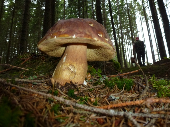 ,,,Smrekoví z kamošom v pozadí,,,,,,