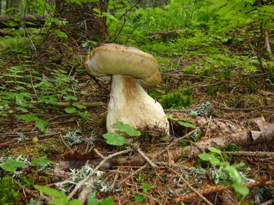 Zhnitý brucháč :)