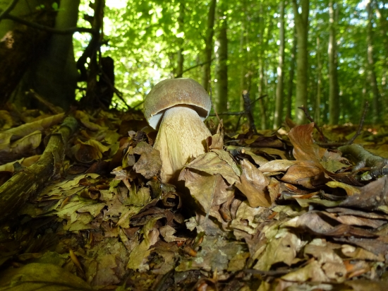 ,,,,Bučak,,,,,,,2,,,,