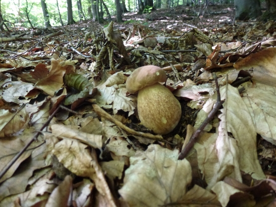 ,,,,Bučak,,,,,,,3,,,,