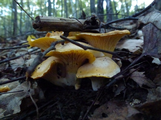 ,,,,Kurčiatka,,,,,,