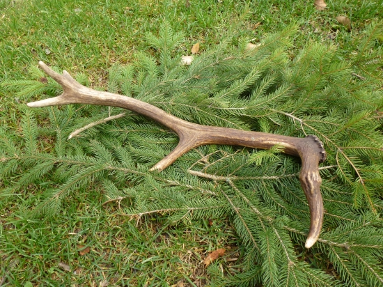 ,,,Na spoločnej polovačke,,,,,,