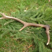 ,,,Na spoločnej polovačke,,,,,,