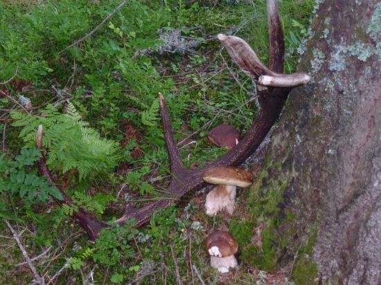 ,,Niečo pekne z leta...