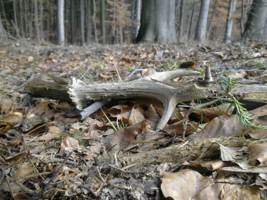 ,,,Trošku neskoro,,,,