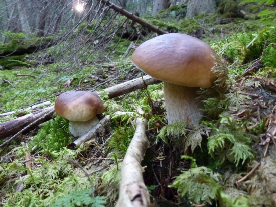 ,,,,,,,pre- p-m,,,,,,