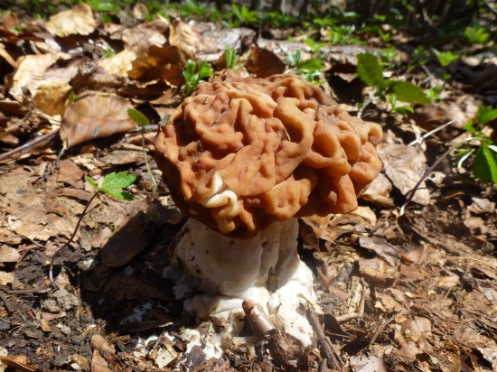 ,,,Aj také rastu,.,,,,