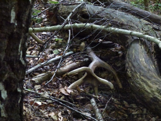 Pre Tomasa---zasa hokejka :-)  Prvý pohlad,,,,,,,,,