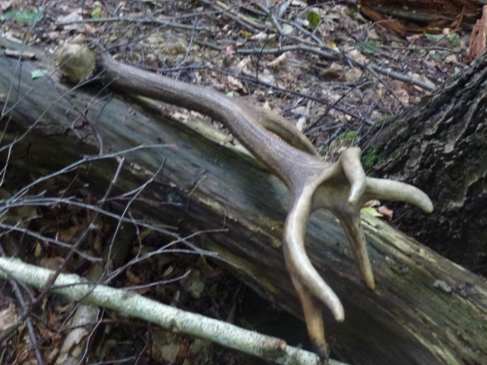 Pre Tomasa---zasa hokejka :-) po zdvihnutí,,,