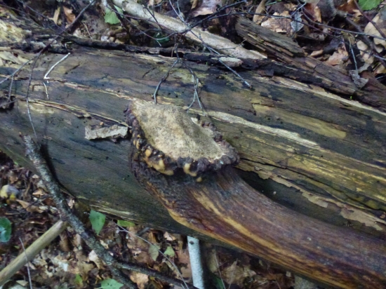 Pre Tomasa---zasa hokejka :-),,,,,, detail,,,