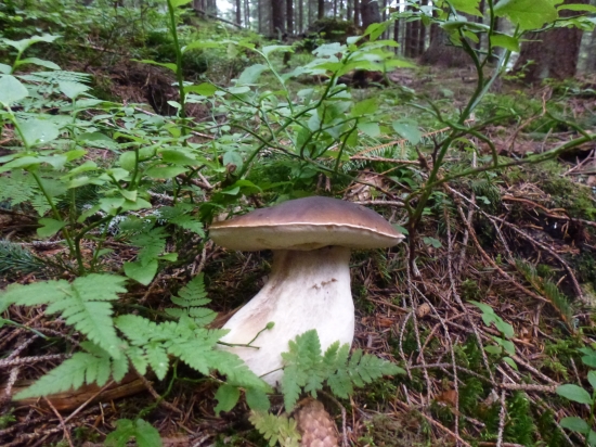 ,,,,,A sezóna záčina,,,,