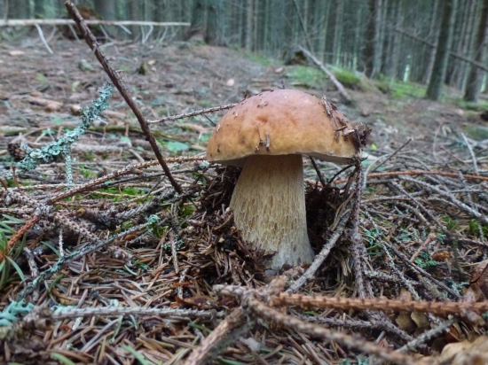 ,,,,,A sezóna záčina,,,,