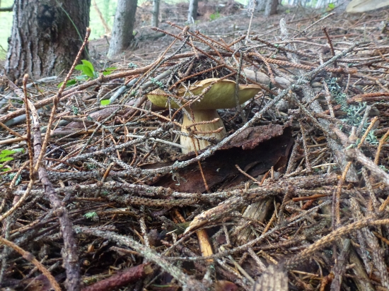 ,,,,,A sezóna záčina,,,,