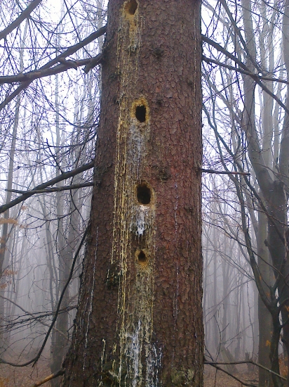 ,,,,,dobe ďateľ do stromu,,,,,