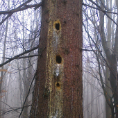 ,,,,,dobe ďateľ do stromu,,,,,