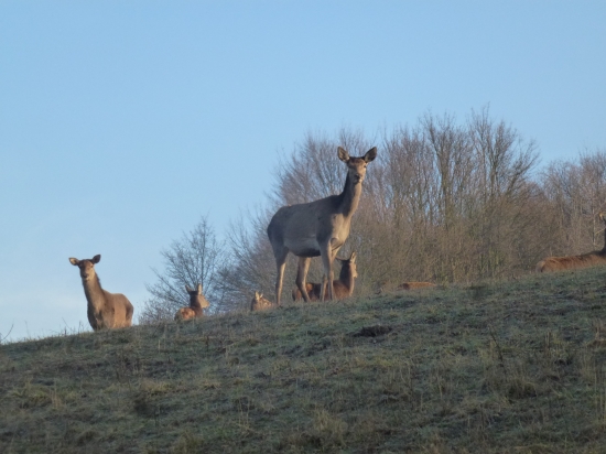 ,,,tak čo odo mňa chceš,,