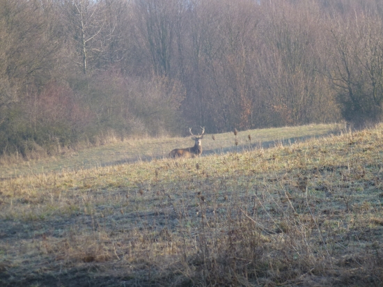 ,šuhajko na rannej paši,,,,,