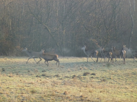 ,,,,Mrazivé ráno,,,,