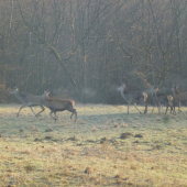 ,,,,Mrazivé ráno,,,,