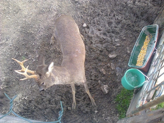 ,,,,Mišo keď sa zlosti,,,