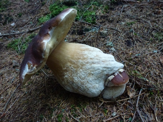 ,,,čo dokáže príroda,,