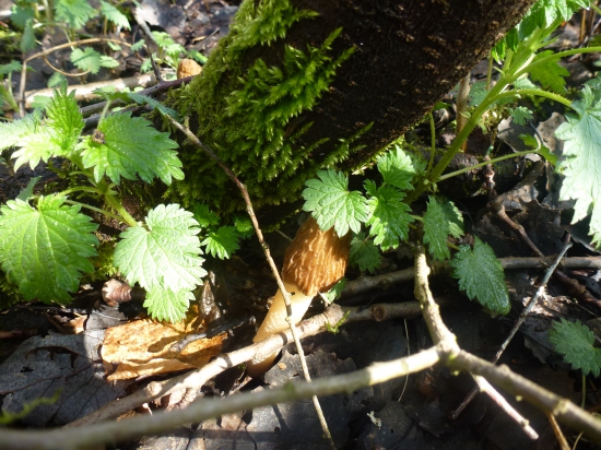 ked,rastu je to parada,,,