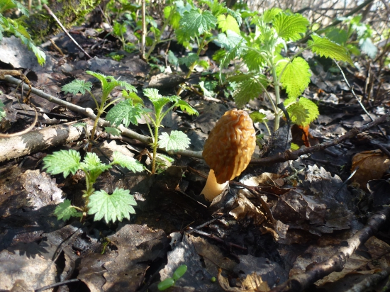 ked,rastu je to parada,,,